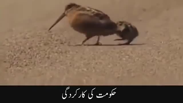 Duck funny dance