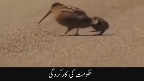 Duck funny dance