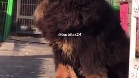 VIRAL DOG of TIK TOK