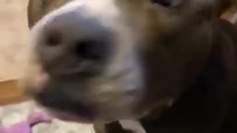 funny animals #03