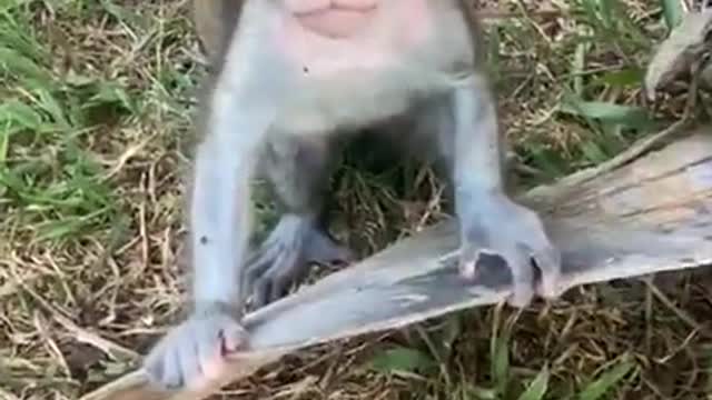 Sad monkey