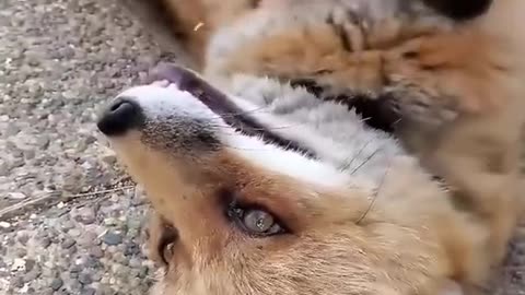 Rescue a baby fox trapped in a football net