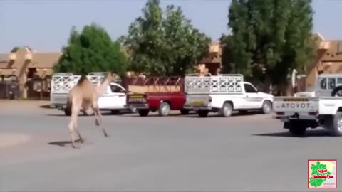 Funny camel