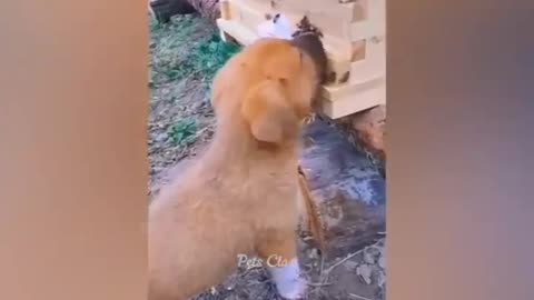 Dog comedy video 😍😇😂🤣