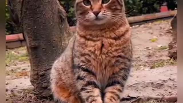 Cats - Baby cats - funny and fluffy (47) / Gatos - Filhotes - engraçados e fofos (47) #shorts