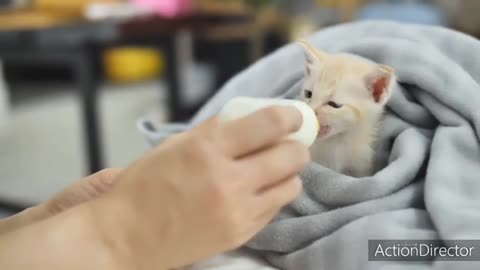 Baby cats cat video! Cute cat funny video! !