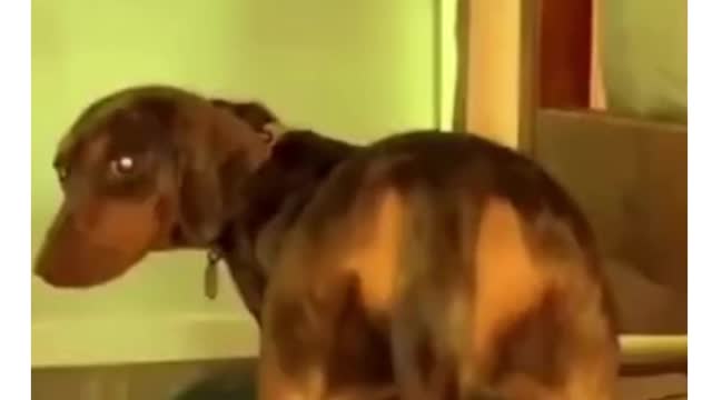 dog loves to dance for family #shorts #funny#funny animals#pets