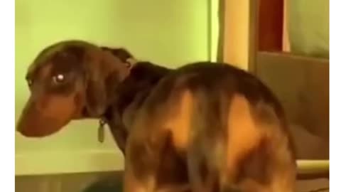 dog loves to dance for family #shorts #funny#funny animals#pets