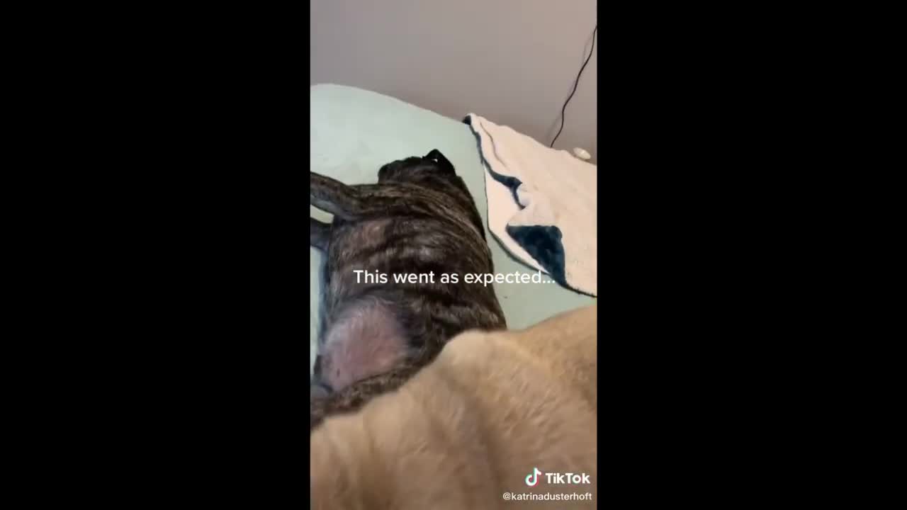 TikTok - Dogs of TikTok Compilation 4