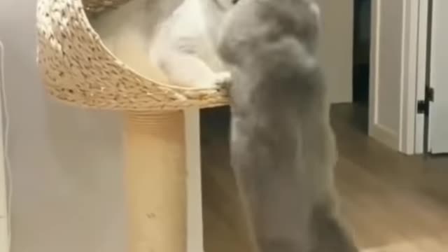 Kissing Cats