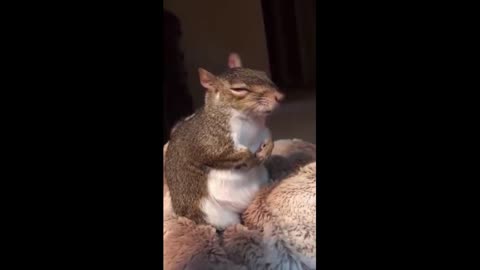 Squirrels and Toothbrushes- Who Knew - What a Sweetheart