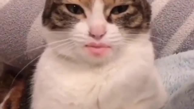 Cute and Funny Cat Videos to Keep You Smiling! 🐱