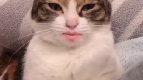 Cute and Funny Cat Videos to Keep You Smiling! 🐱