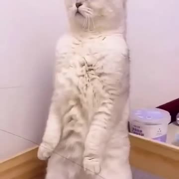 Wonderful cats Acting