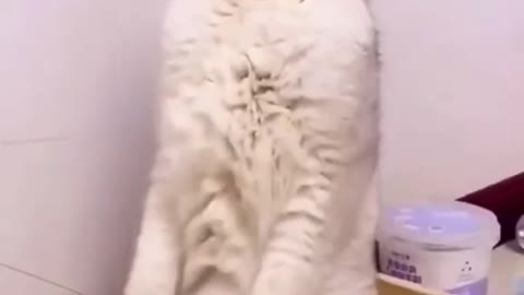 Wonderful cats Acting