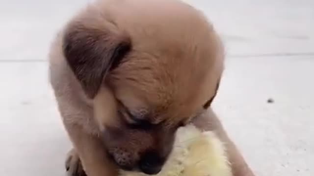 Cute and funny dog videos compilation ❤️😍