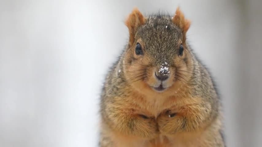 Fox Squirrel On A Snowy Day