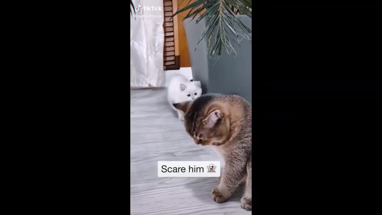 Funny cat playing with brother