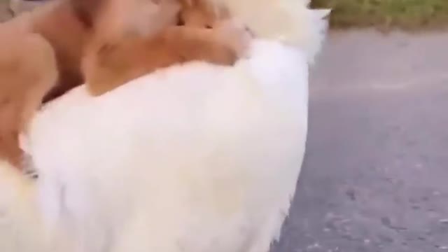 Cute Dog riding on cock