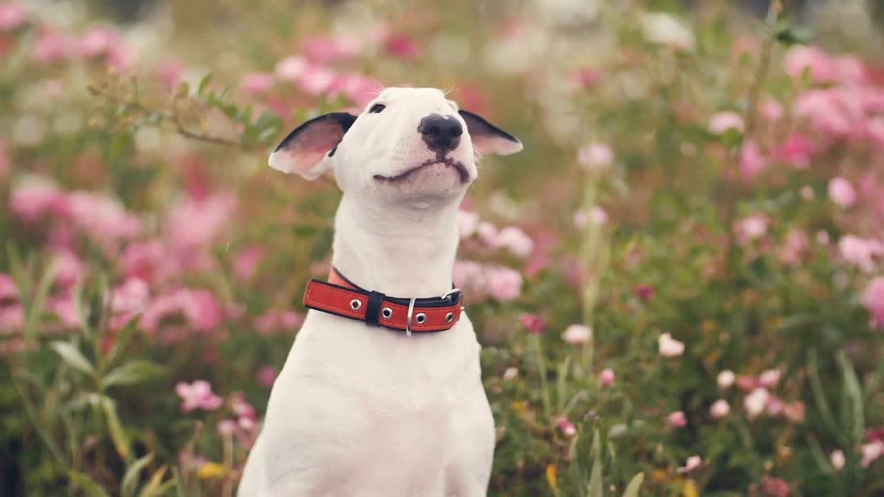 Cute Dog in flowers