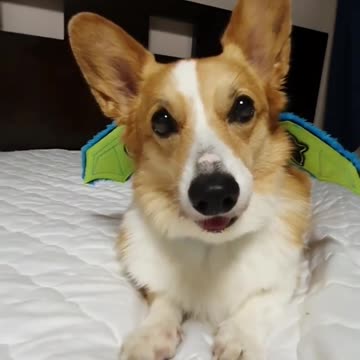 Corgi demonstrates flying power from his new wings