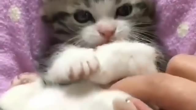 cute kittens, pets