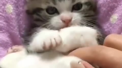 cute kittens, pets