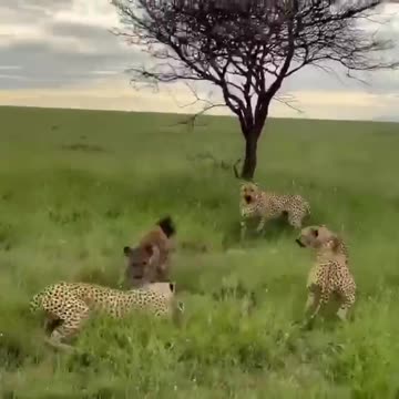 Hyena steals leopards dinner
