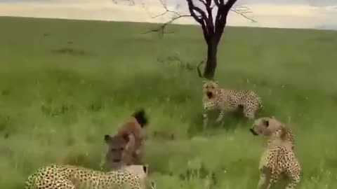 Hyena steals leopards dinner