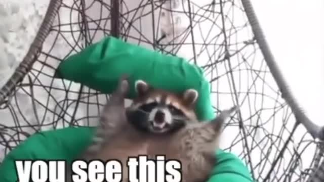 Racoon telling a story about a mouse!