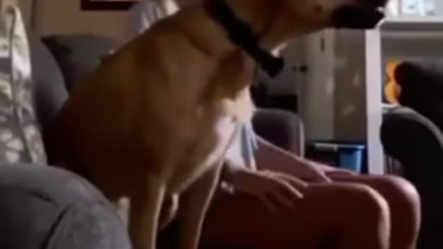 VERY EXCITED DOG WHEN HIS TEAM SCORES πβπ¦Ίπβπ¦Ίπβπ¦Ί