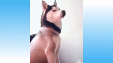 Cat and seafood!!!🤣😎Funny dogs!!!
