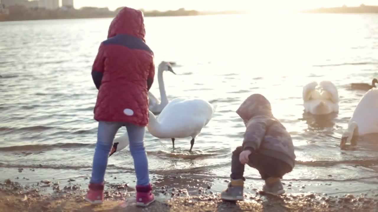 Two children feed ducks and White swans at sunset