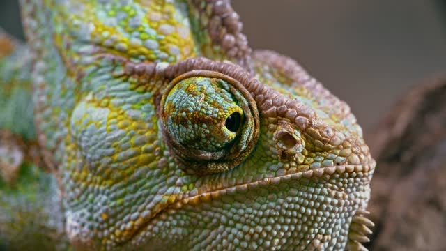 Butiful Chameleon eye rotation