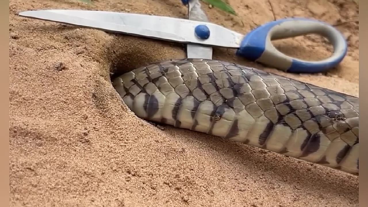 King cobra coming out from bill