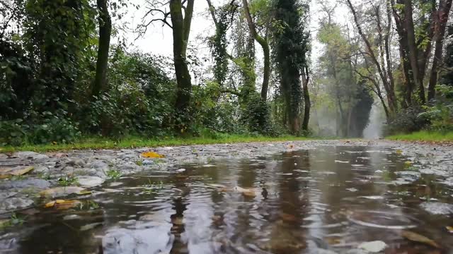 Raining in forest