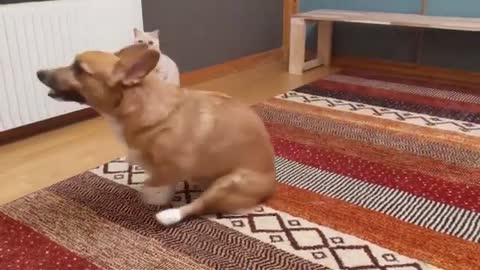 My Dog ​​Scratches His Butt On The Carpet, watch the cat's reaction