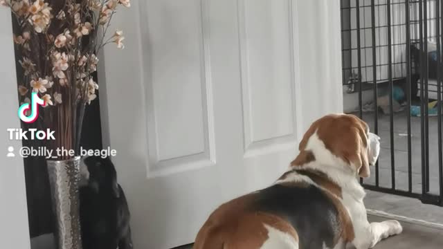 Beagle Vs Bunny