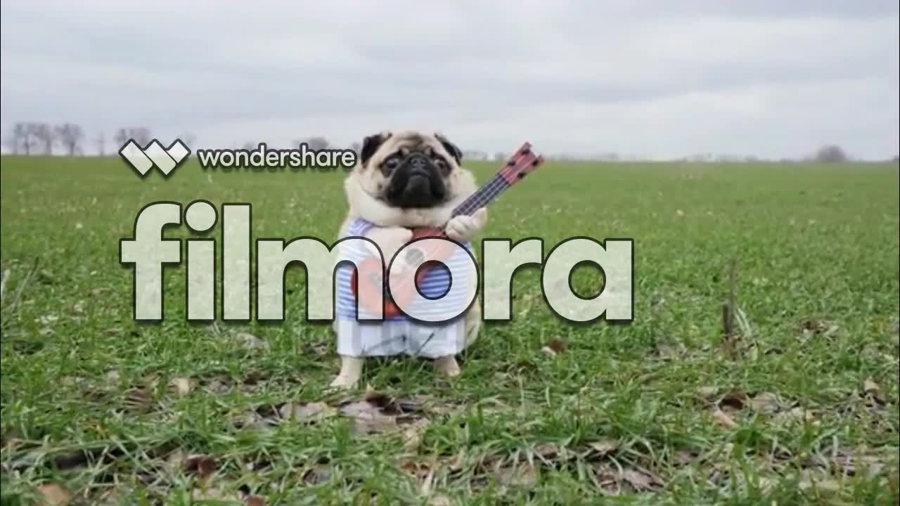 cute dog with guitar