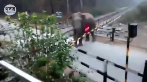 Episode #120 Elephant Crossing Train Line Viral Video