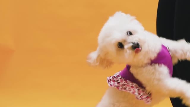Cute puppy playing with owner