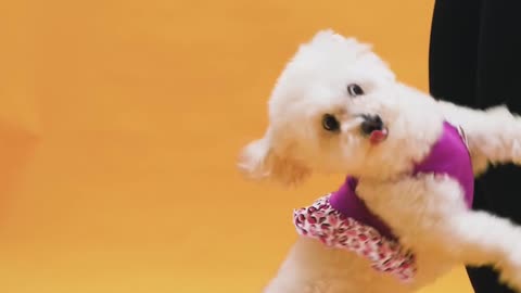 Cute puppy playing with owner