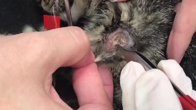 Botfly Larva Removal From Animals Kittens #3