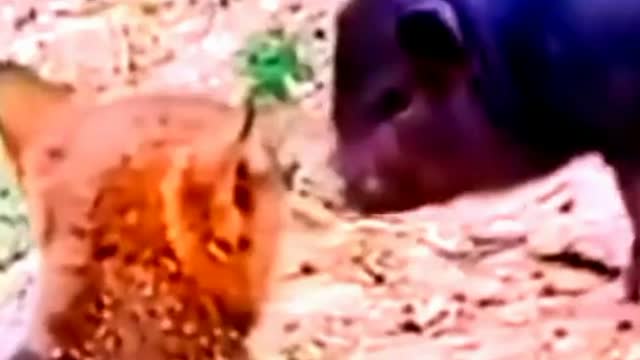 Funny video animals