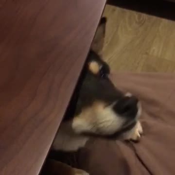 Mini Shiba Inu olfatea el snack de su dueña