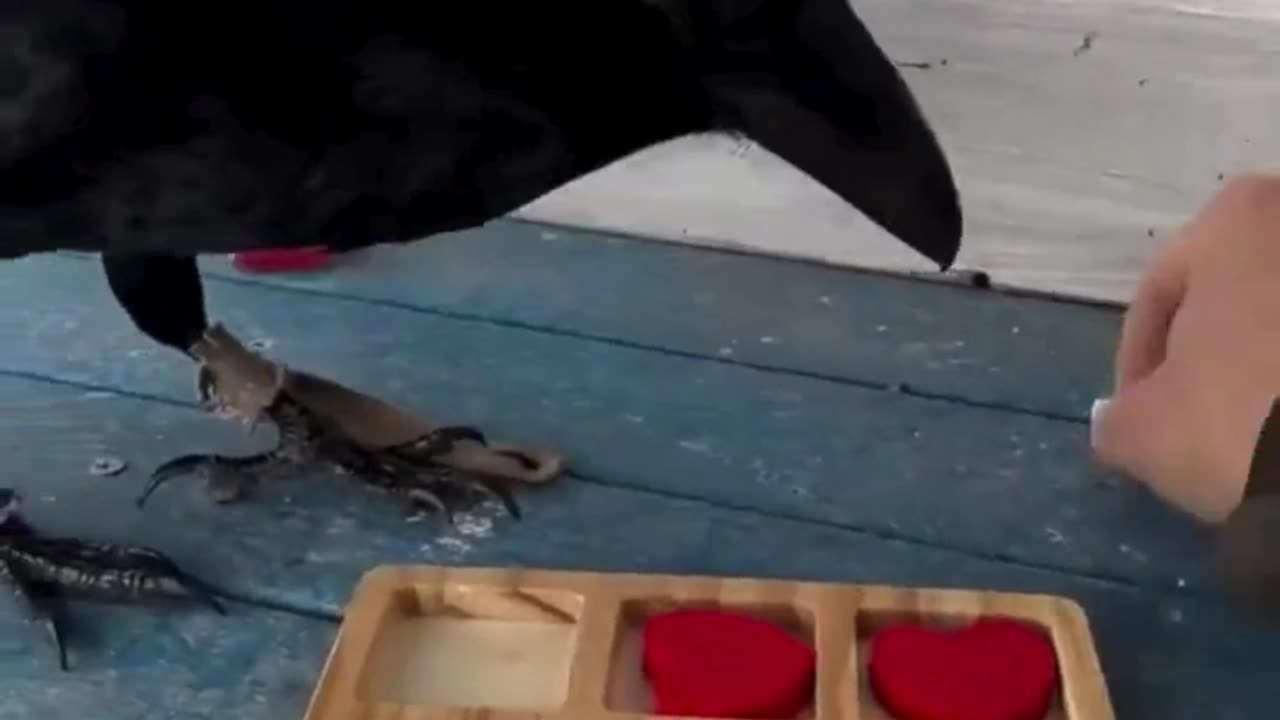 Crow vs. Human: A Tic Tac Toe Showdown! 🐦👤❌⭕🧠🎲