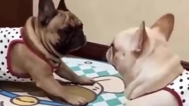 Watch this pets go crazy, really funny and cute