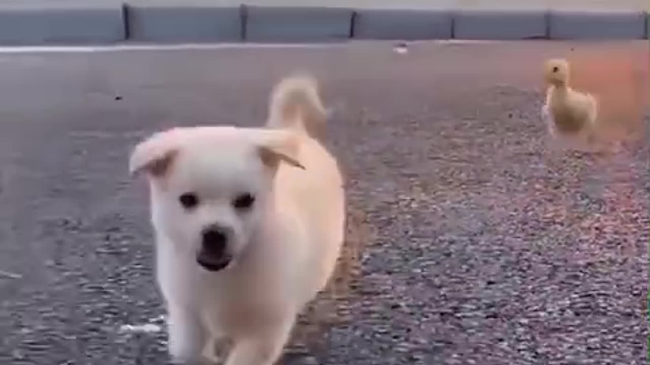 Emotnal animall