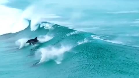 Dolphins share the ultimate party wave #shorts #shortsvideo #video #viral