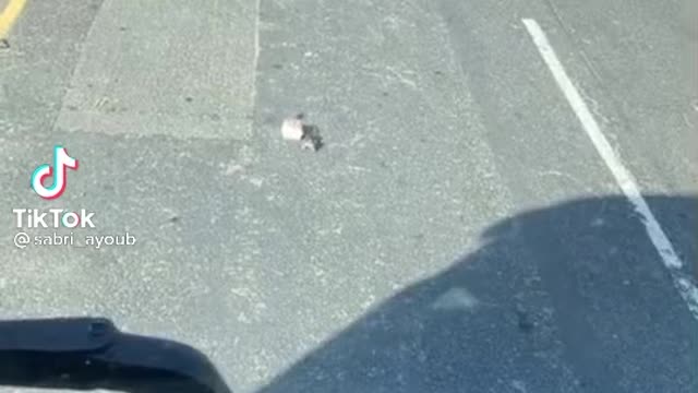 Sabri Virals ''😂 Rate had his big mac 😅 ''